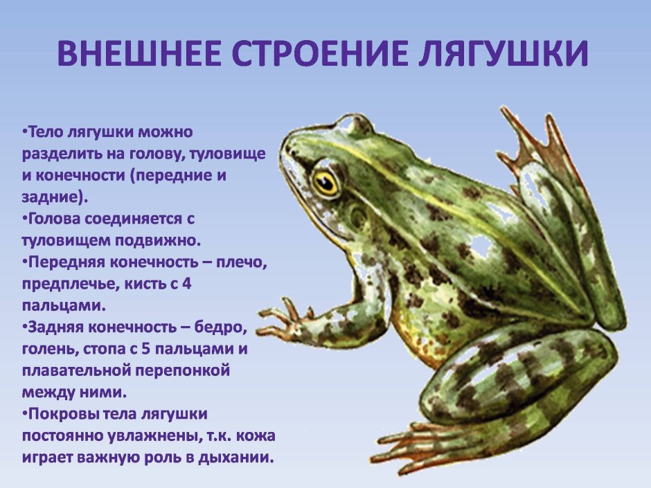 Внешнее строение земноводного лягушки
