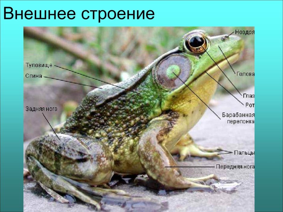 Бесхвостые земноводные внешнее строение