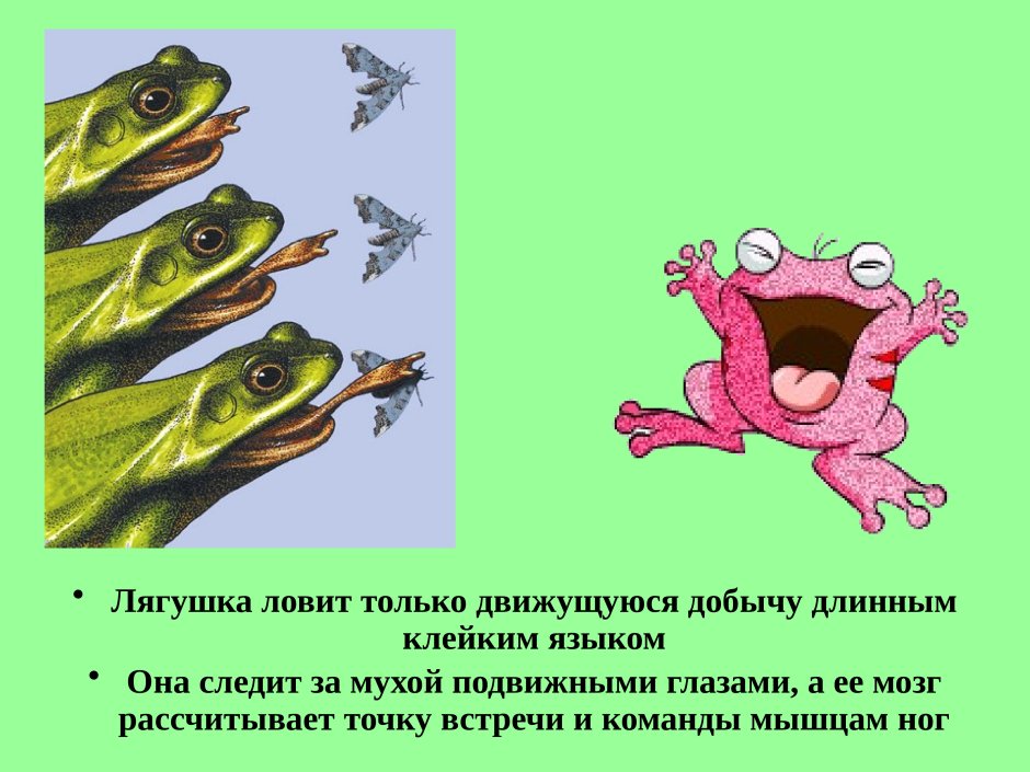 Язык лягушки