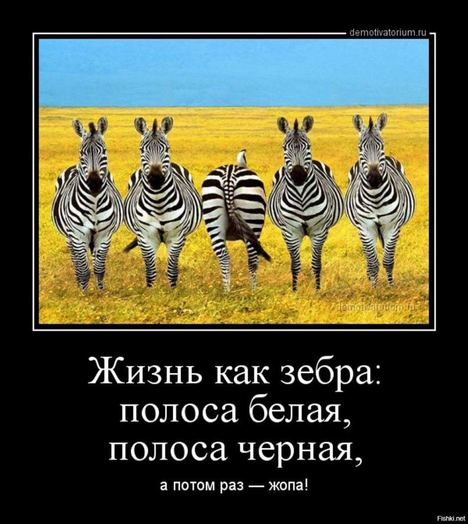 Зебра прикол