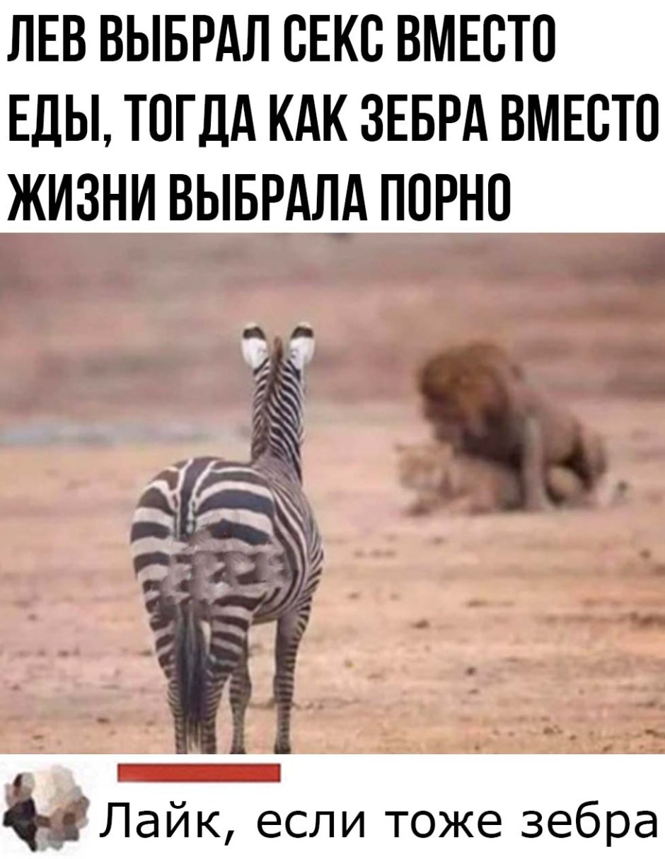 Смешные звери в зоопарке