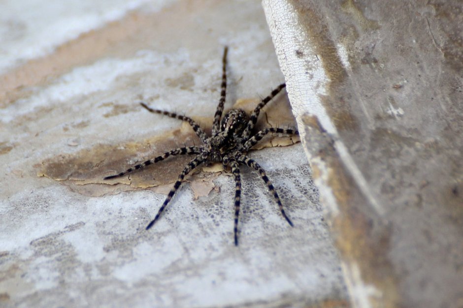Philodromus margaritatus