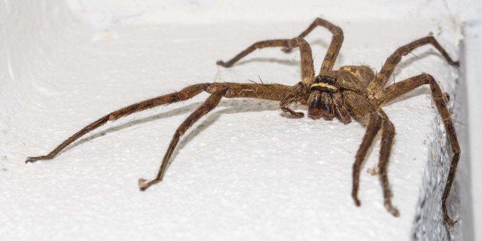 Lycosa Narbonensis