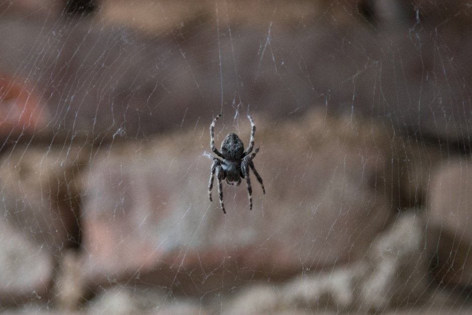 Паук семейства Selenopidae