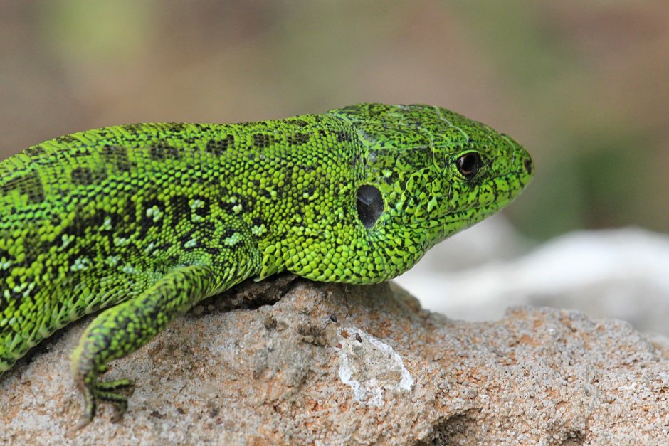 Ящерица прыткая (лат. Lacerta Agilis)