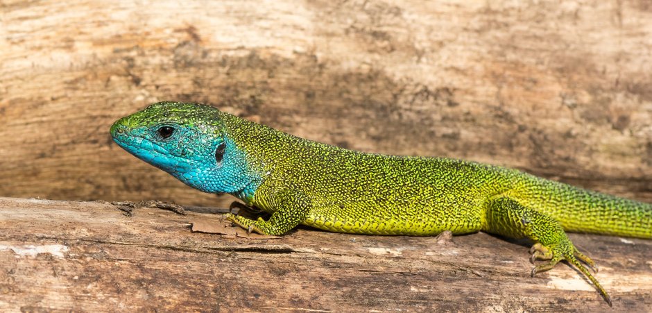 Lefiya viridis