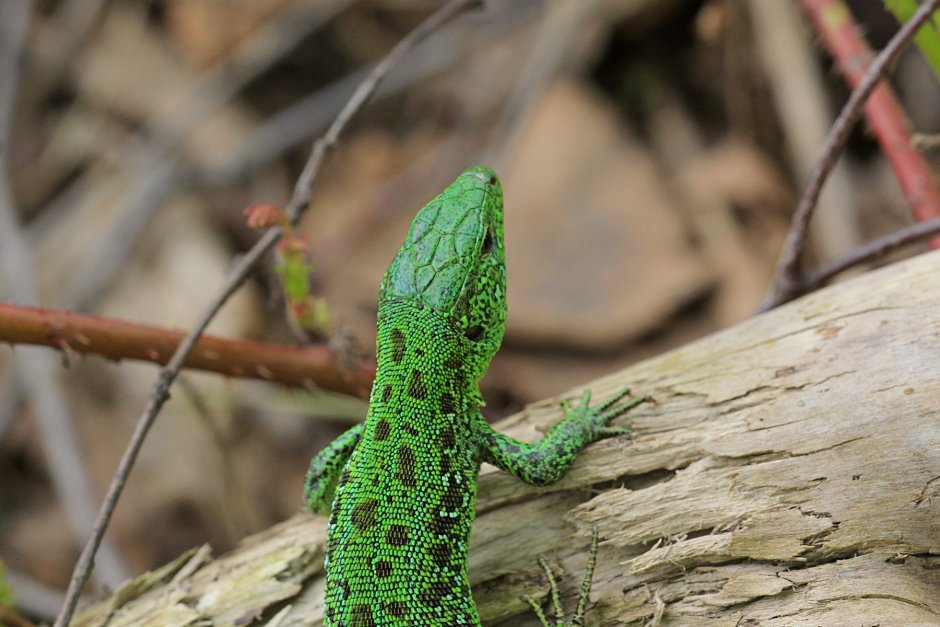 Lefiya viridis