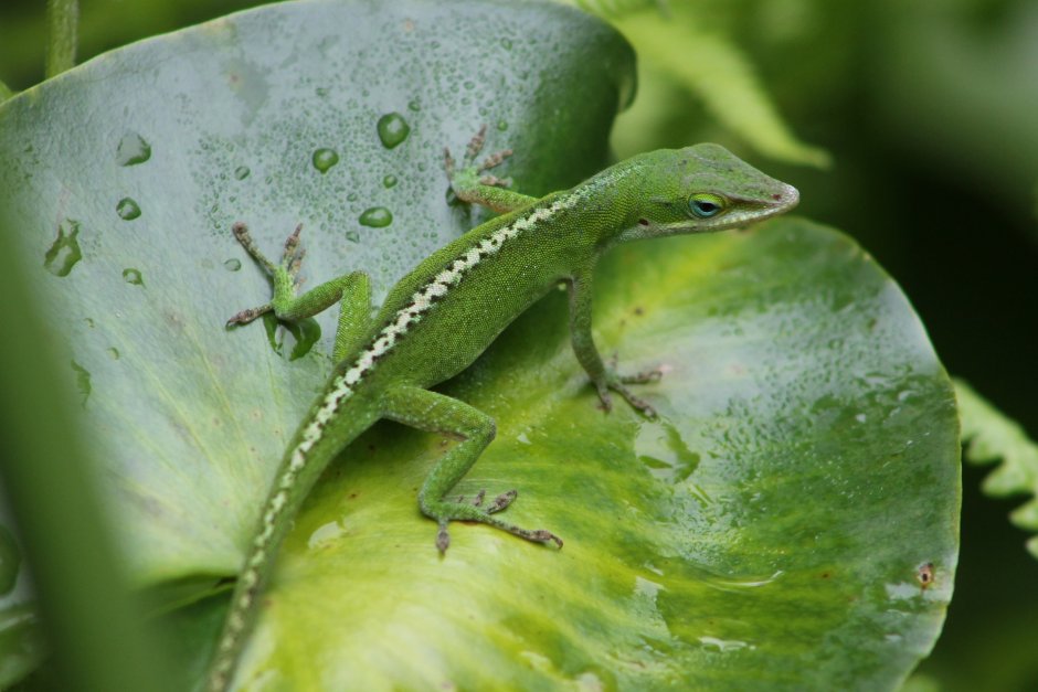 Зелёная ящерица Lacerta