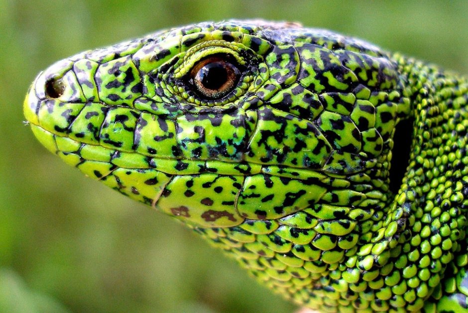 Зелёная ящерица Lacerta