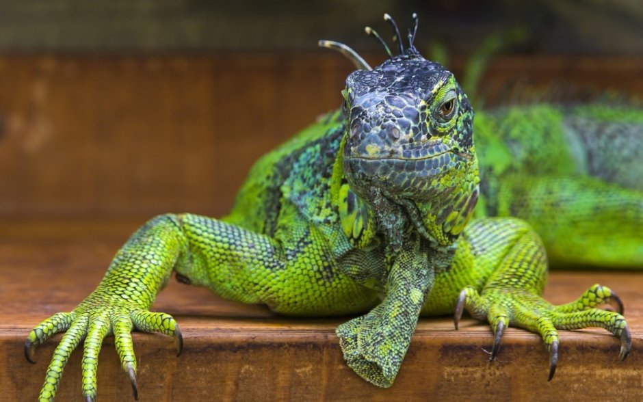 Lacerta ящерица