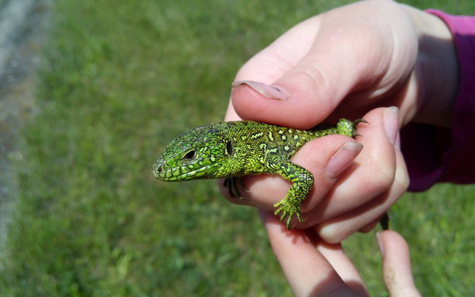 Самец Lacerta Agilis