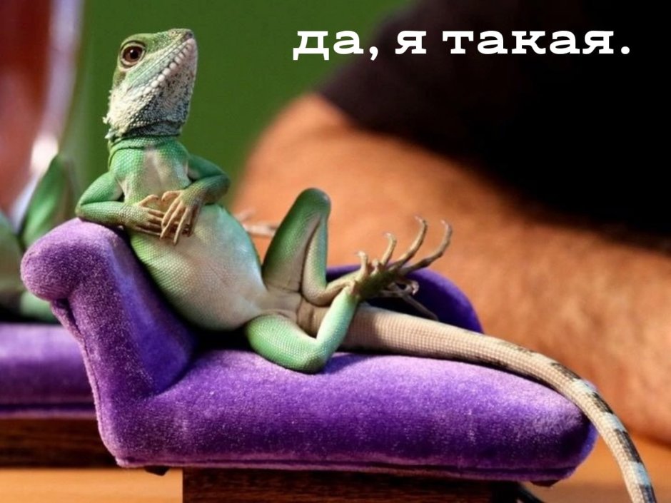 Ящерица Lacerta Agilis