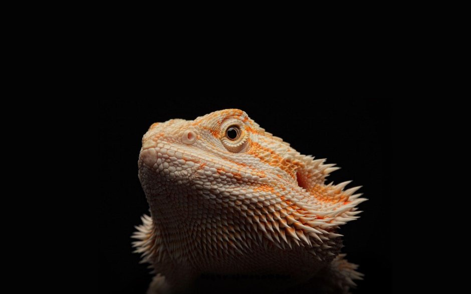Bearded Dragon Lizard
