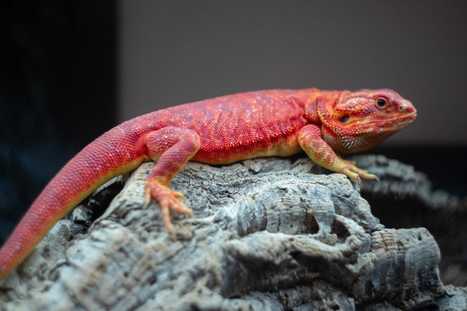 Бородатая агама Red