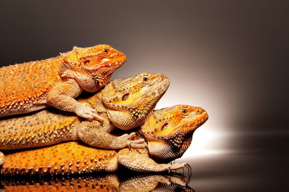 Vietnam Dragon Lizard