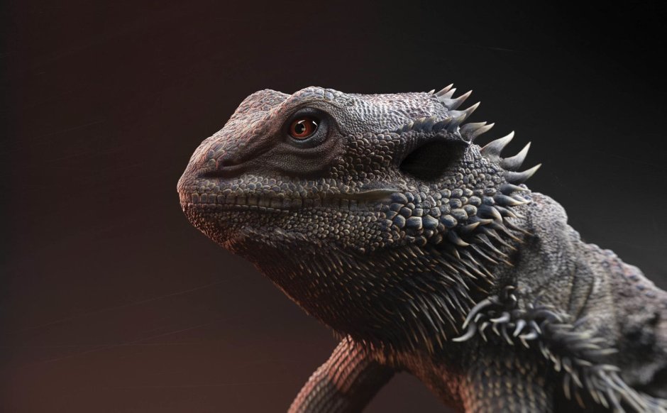 Бородатая агама 3d