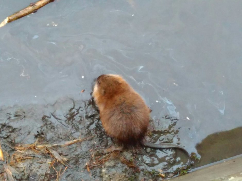 Водяная крыса ондатра