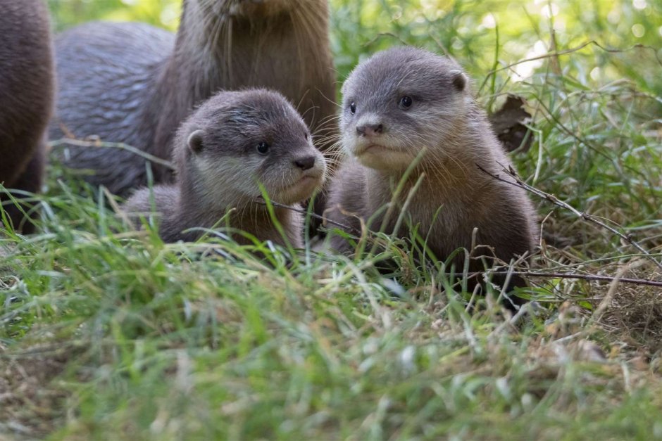 Otter 1998