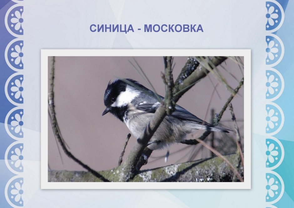 Московка птица Московка