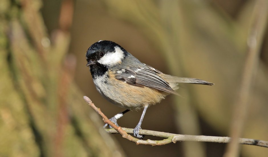 Bird nice tits Blue tit Marsh tit Crested tit Shirt