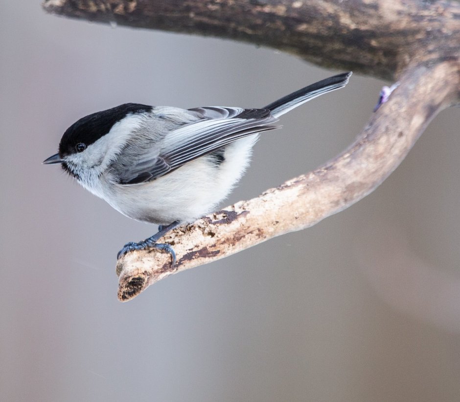 Синица Московка (Parus ater)