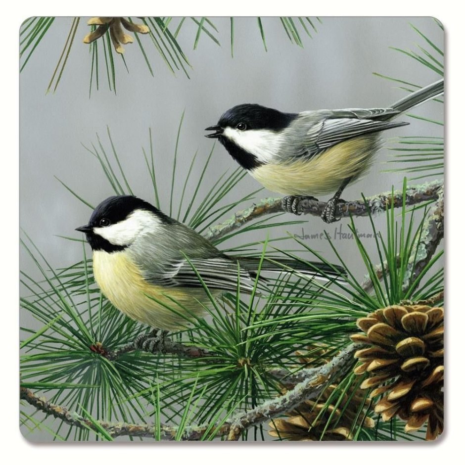 Синица Московка (Parus ater)