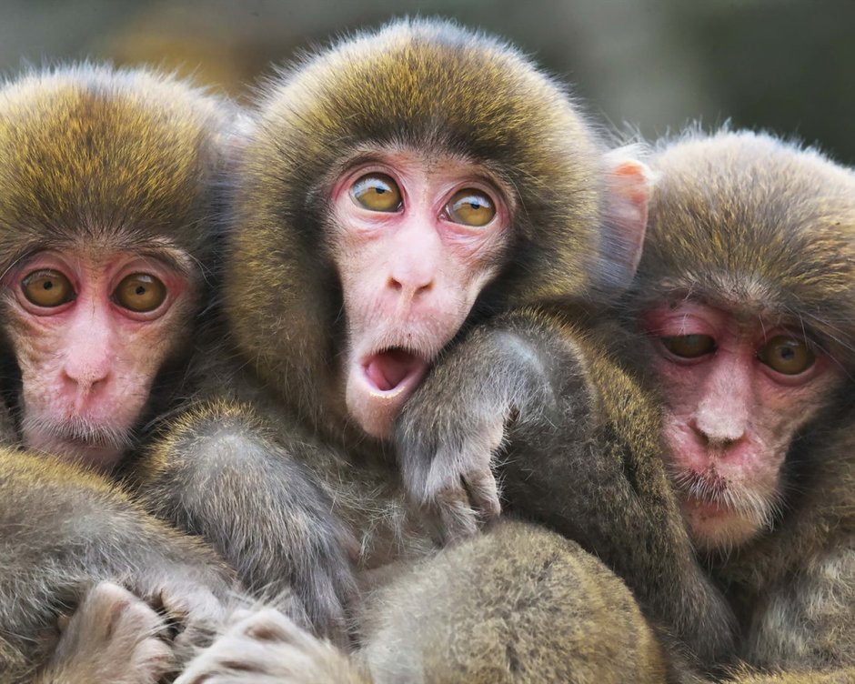 Обои 4к приколы