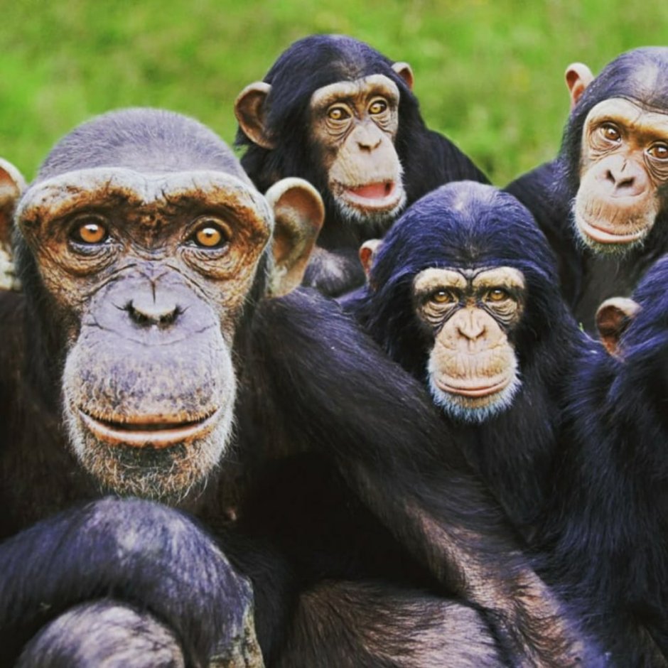 4 Обезьяны прикол