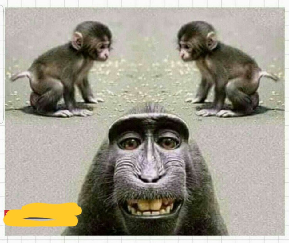 Обезьяны смотрят друг на друга