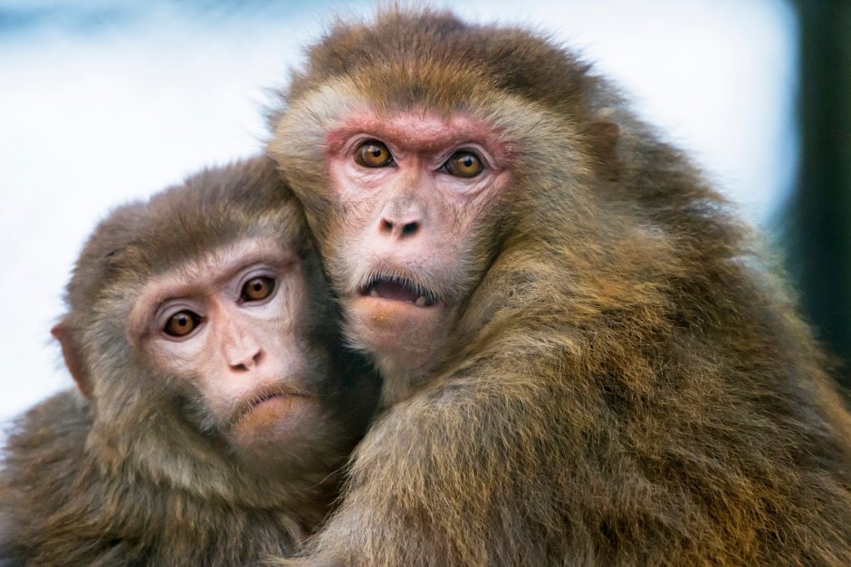 Две обезьянки