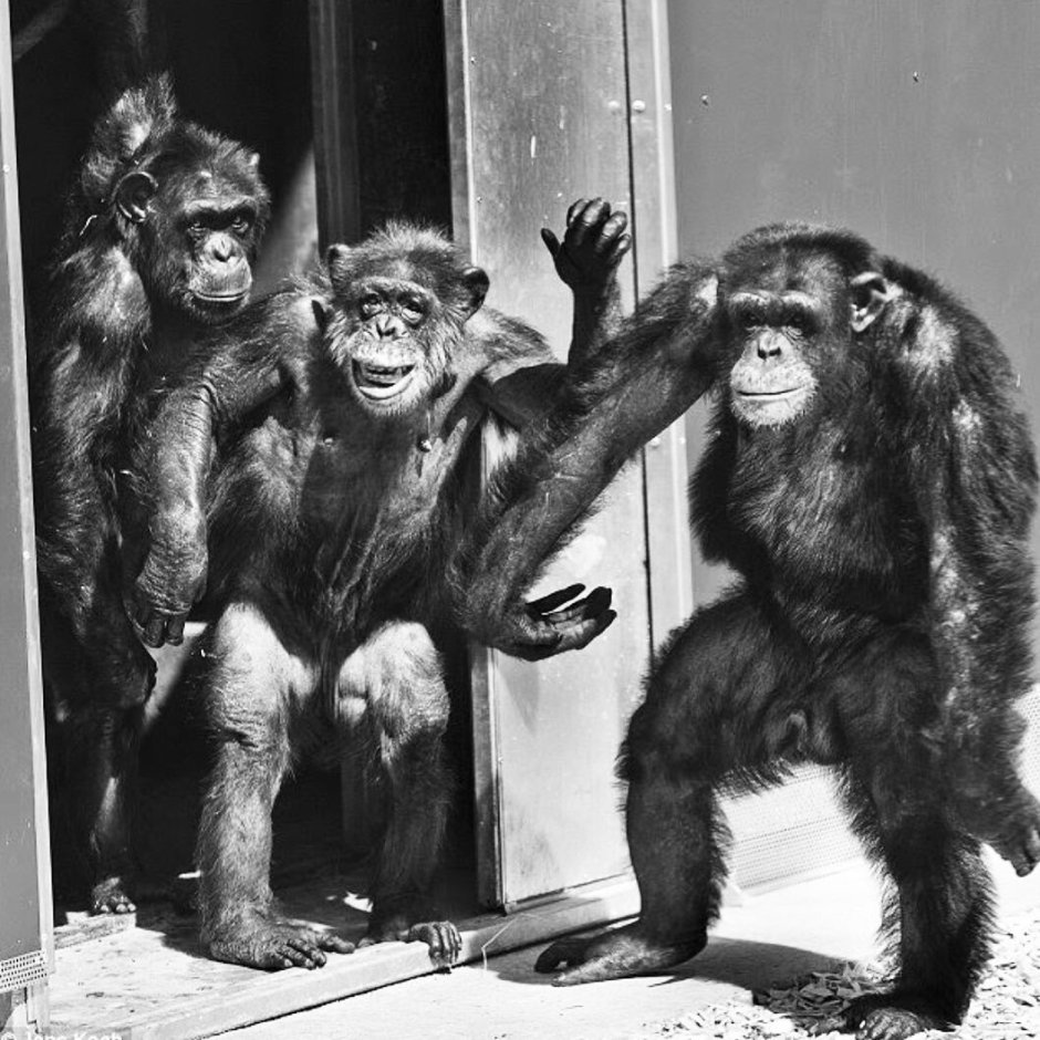 Сборище обезьян