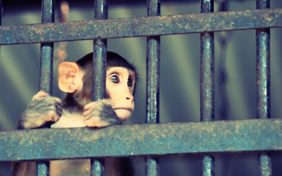 Обезьяна в клетке