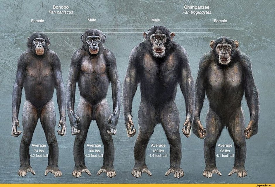 Обезьяна бонобо самец