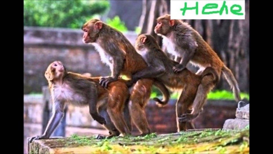 Сношающиеся обезьяны