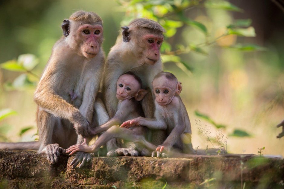Семейство обезьян