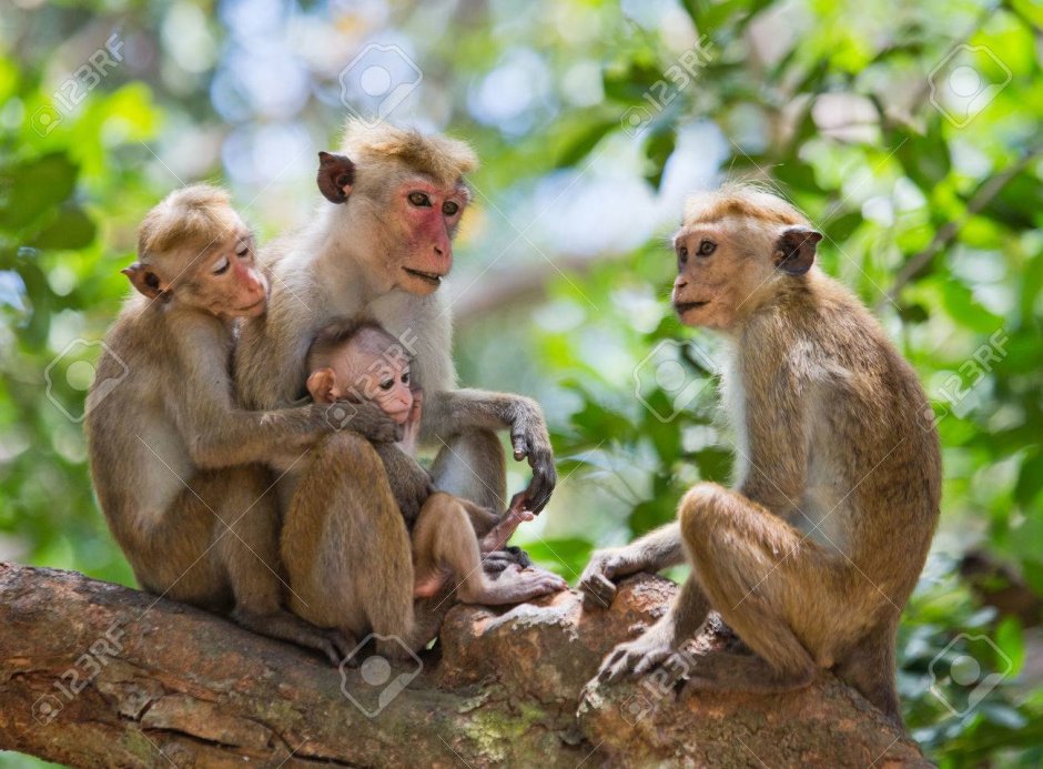 Обезьяна на двух ветках