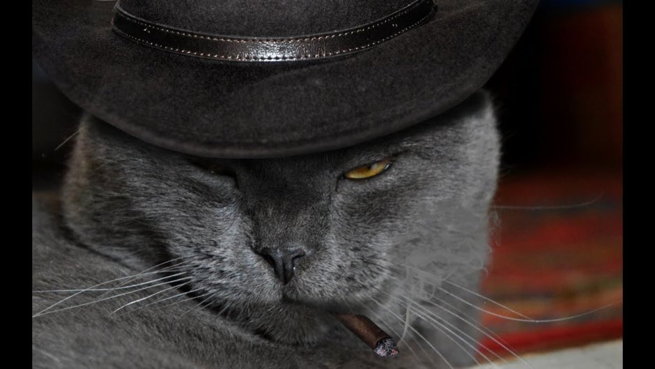 Кот бандит