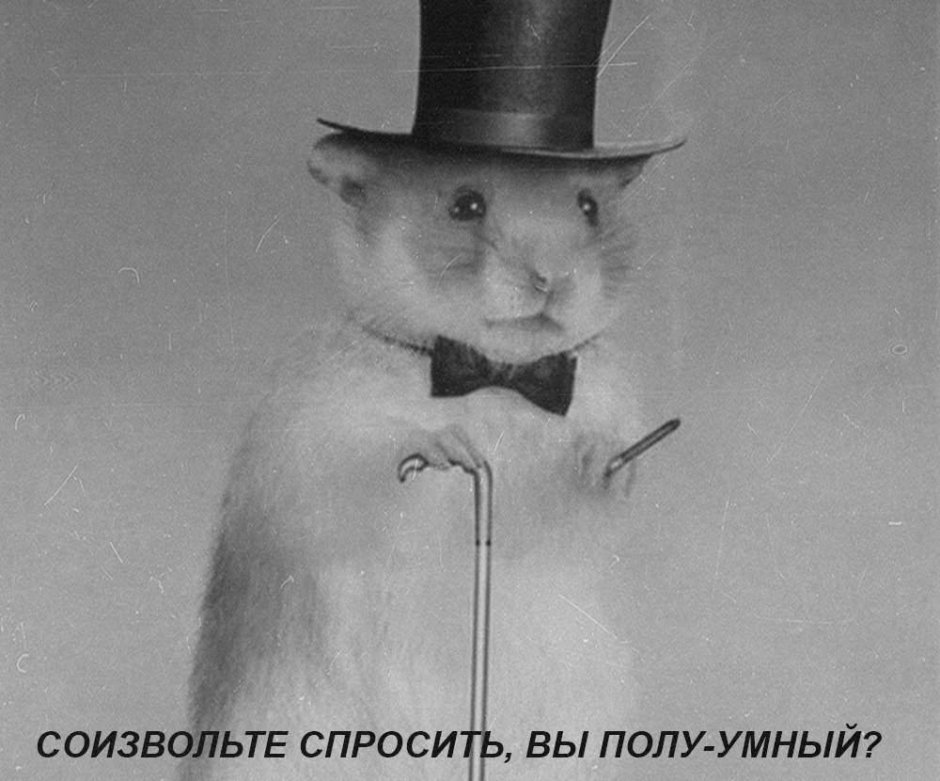 Хомячки в шляпках