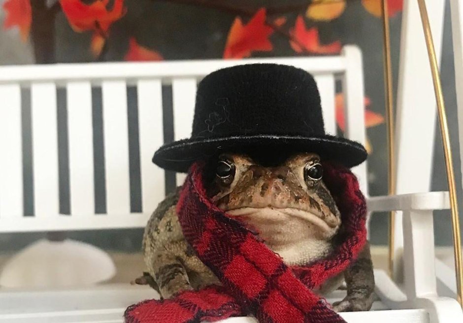 Лягушка в шляпе
