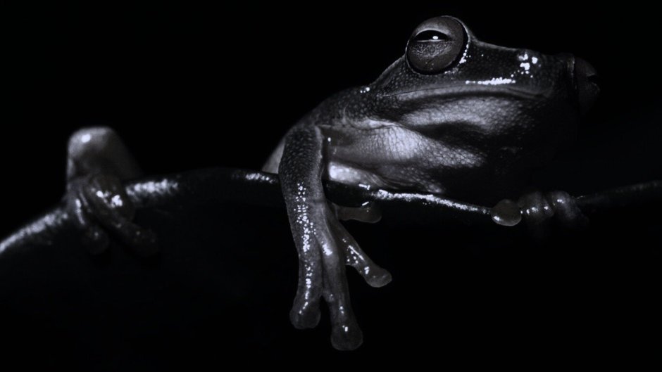 Африканский узкорот breviceps fuscus