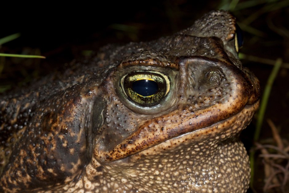 Monka Pepe