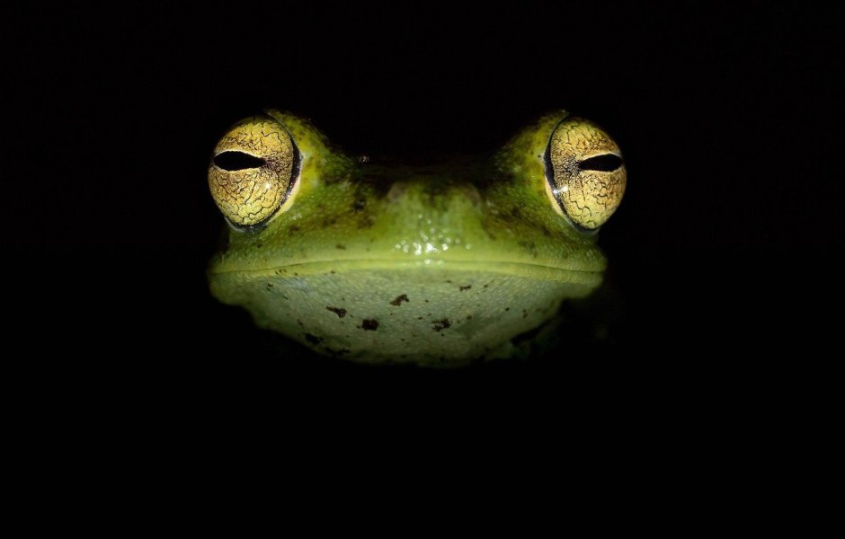 Африканский узкорот breviceps fuscus