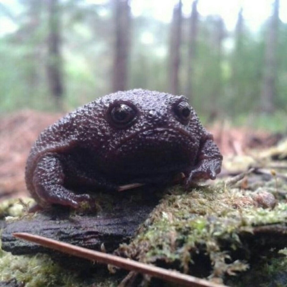 Лягушка breviceps fuscus