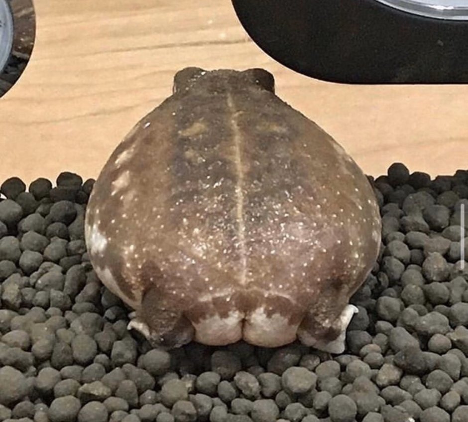 Pepega ez