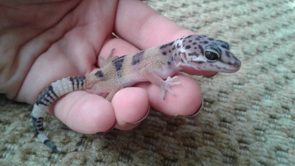 Pachydactylus rangei.