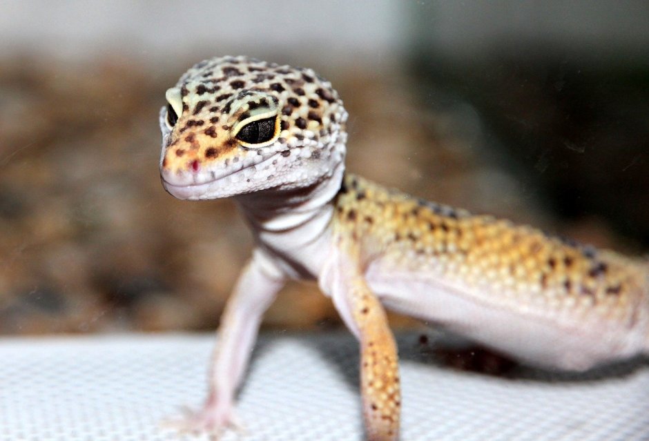 Lygodactylus conraui