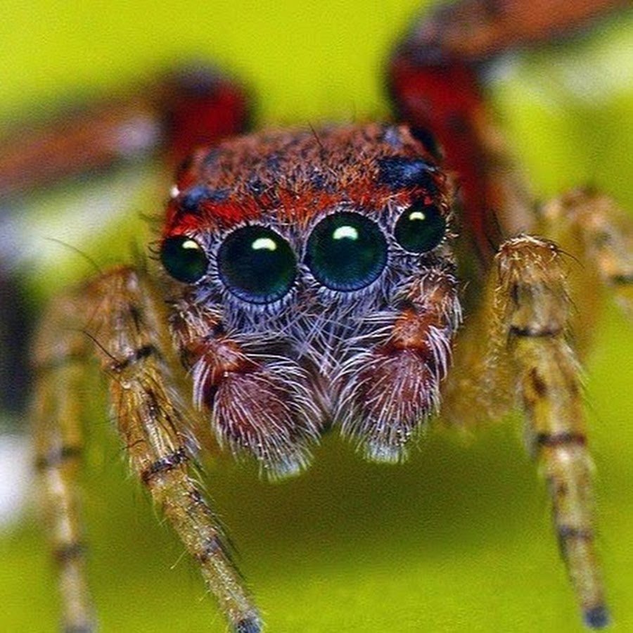 Домовой паук скакун