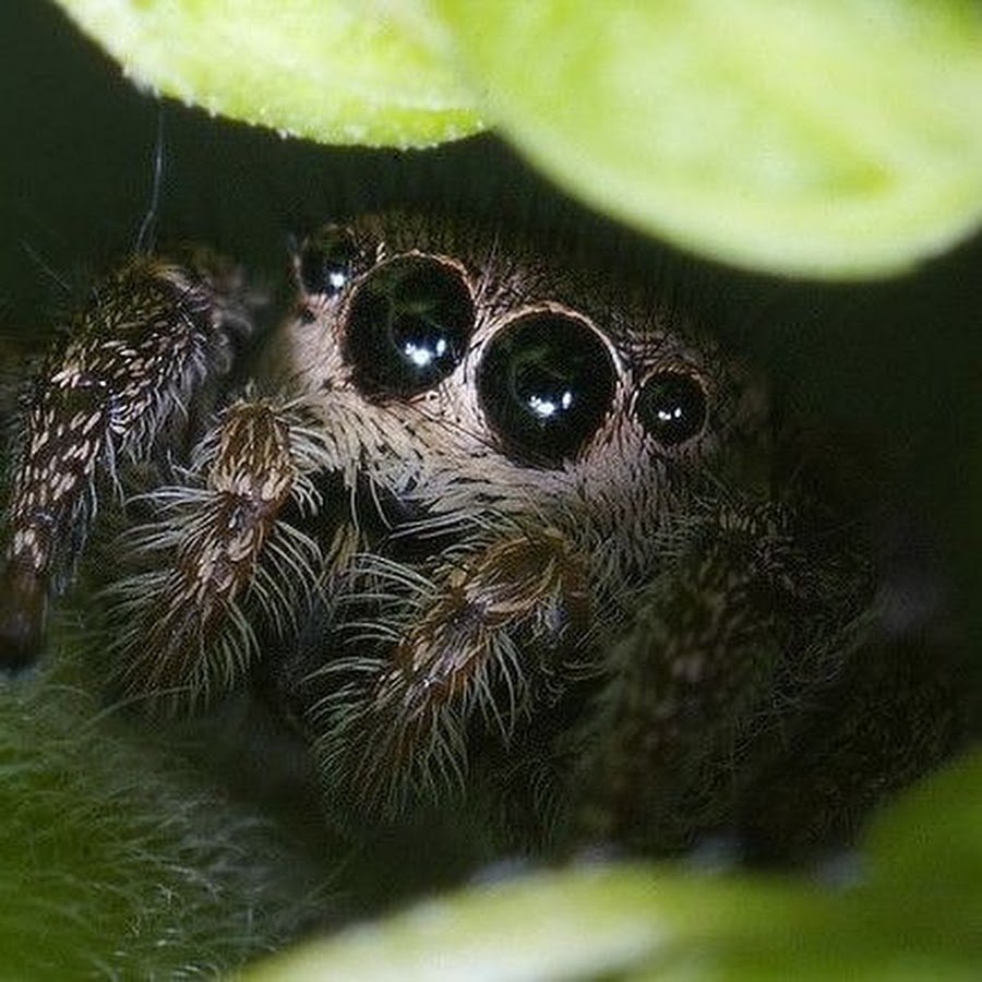 Гималайский паук-скакун
