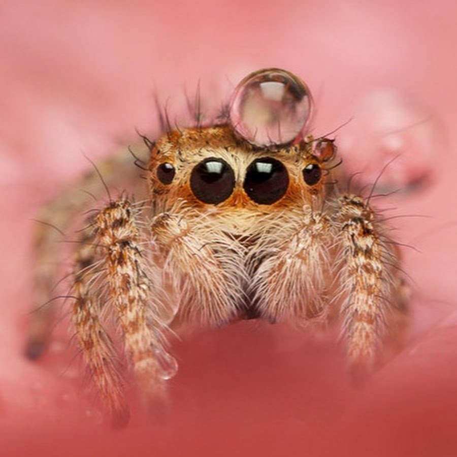 Маратус джактатус