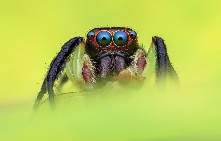 Паук Джампер